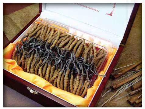 杏花岭冬虫夏草回收